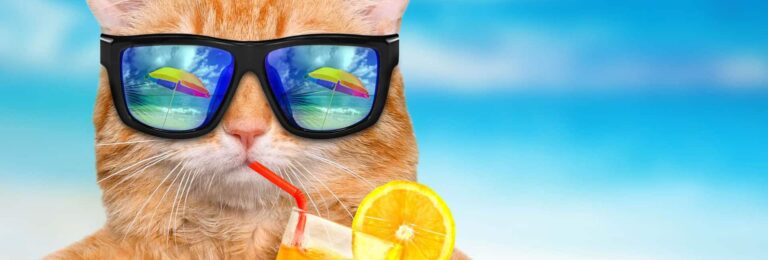 Sarasota FL. Pet Friendly Beach Condominiums