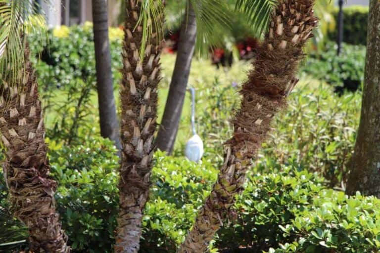 Tessera Condos in Downtown Sarasota, FL. - Grounds