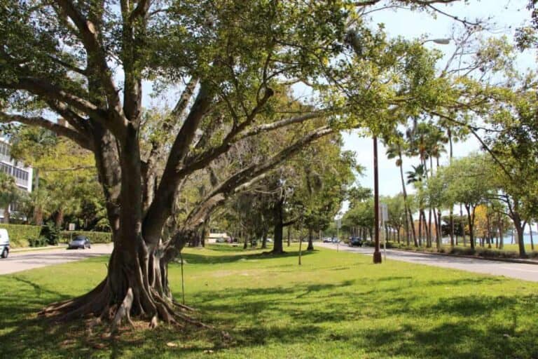 Tessera Condos in Downtown Sarasota, FL. - Grounds